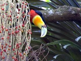 Toucan  Dario Sanches DE VERDE dicolorus Ramphastos