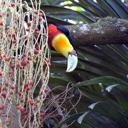 Toucan  Dario Sanches DE VERDE dicolorus Ramphastos