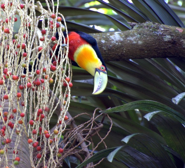 Toucan  Dario Sanches DE VERDE dicolorus Ramphastos