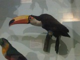 Toucan  Ramphastos toco Ramphastos dicolorus Ramphastos