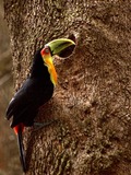 Toucan  TUCANO Ramphastos dicolorus  Ramphastos