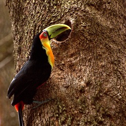 Toucan  TUCANO Ramphastos dicolorus  Ramphastos