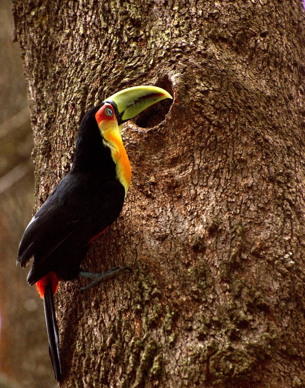 Toucan  TUCANO Ramphastos dicolorus  Ramphastos