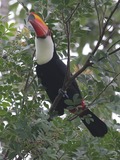 Toucan  toco Ramphastos