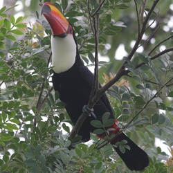 Toucan  toco Ramphastos