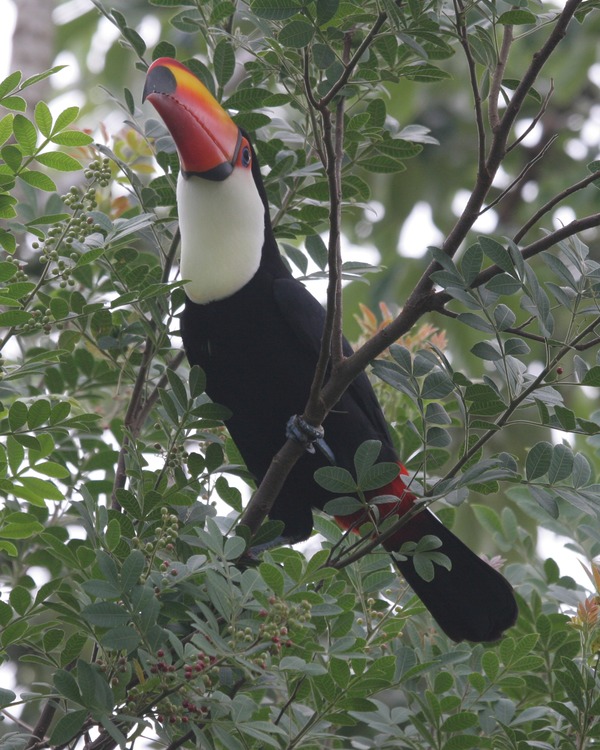 Toucan  toco Ramphastos