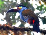 Toucan Andigena laminirostris blue  Ramphastos