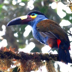 Toucan Andigena laminirostris blue  Ramphastos