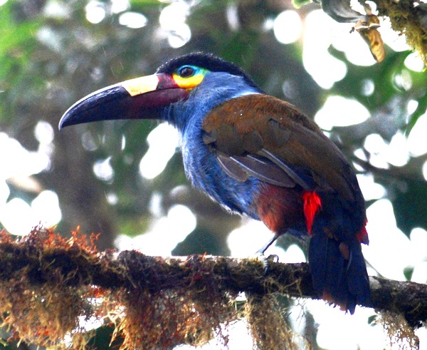 Toucan Andigena laminirostris blue  Ramphastos