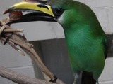 Toucan Aulacorhynchus prasinus greenRamphastos