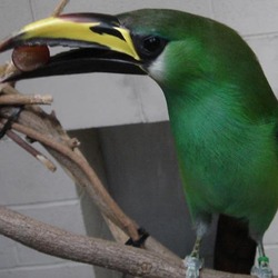 Toucan Aulacorhynchus prasinus greenRamphastos