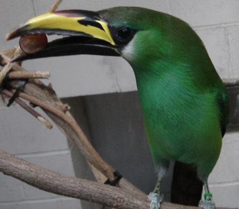 Toucan Aulacorhynchus prasinus greenRamphastos