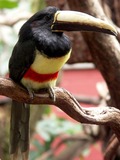 Toucan Black necked aracari Ramphastos