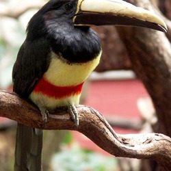 Toucan Black necked aracari Ramphastos