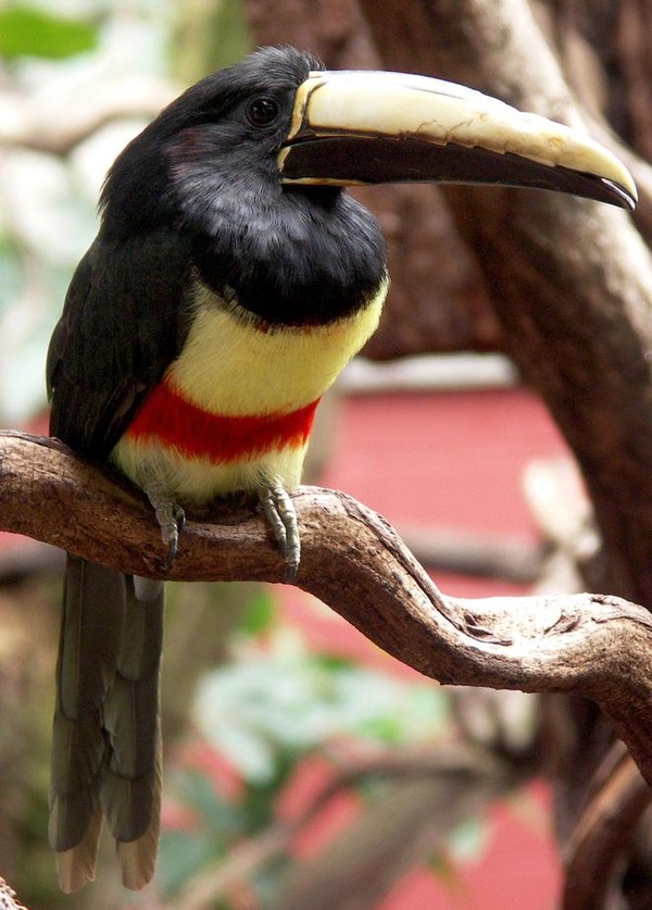 Toucan Black necked aracari Ramphastos