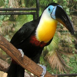 Toucan Channel billed toucan Ramphastos