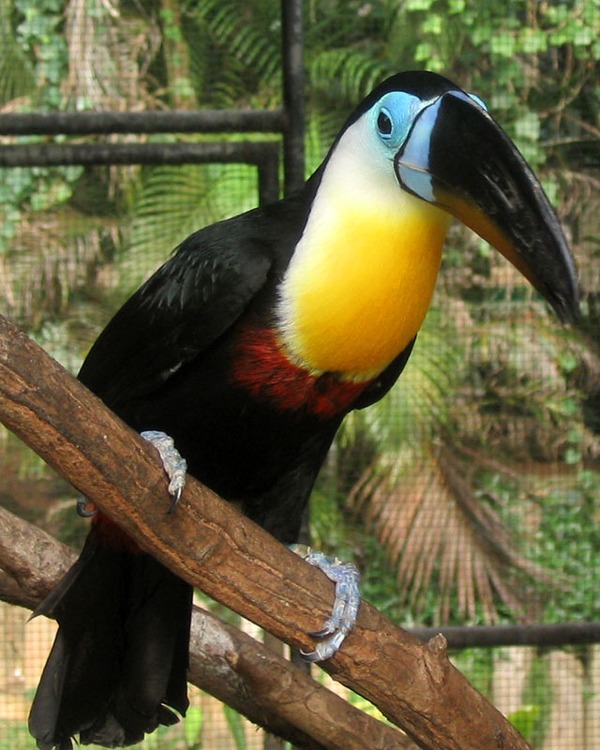 Toucan Channel billed toucan Ramphastos