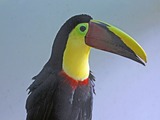 Toucan Chestnut Mandibled Toucan Ramphastos