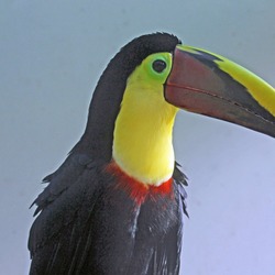 Toucan Chestnut Mandibled Toucan Ramphastos