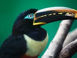 Toucan Chestnut eared aracari Ramphastos