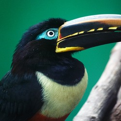 Toucan Chestnut eared aracari Ramphastos