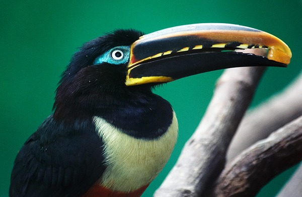 Toucan Chestnut eared aracari Ramphastos