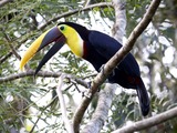 Toucan Chestnut mandibled Toucan Ramphastos (2)