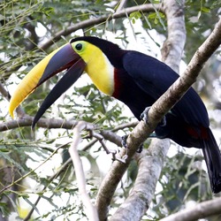 Toucan Chestnut mandibled Toucan Ramphastos (2)