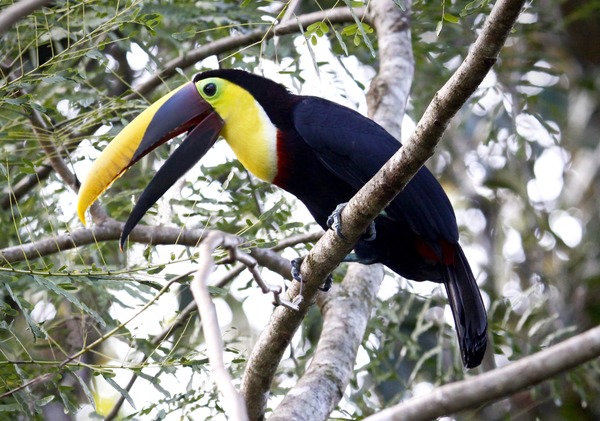 Toucan Chestnut mandibled Toucan Ramphastos (2)