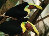 Toucan Chestnut yellow mandibled toucans niagara Ramphastos