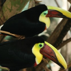 Toucan Chestnut yellow mandibled toucans niagara Ramphastos
