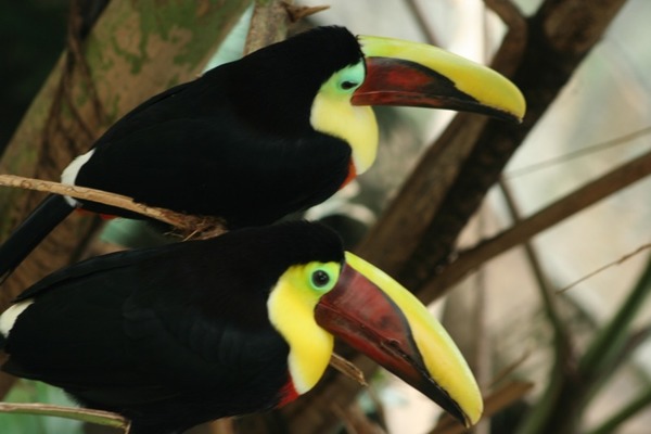 Toucan Chestnut yellow mandibled toucans niagara Ramphastos