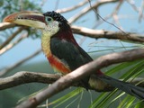 Toucan Curl crested Aracari Ramphastos