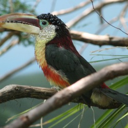 Toucan Curl crested Aracari Ramphastos