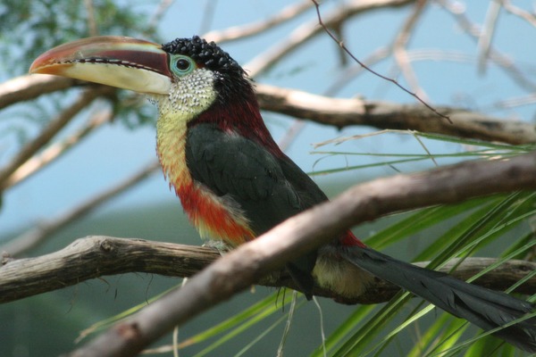 Toucan Curl crested Aracari Ramphastos