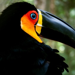 Toucan Domingo volta floresta tucano preto) Ramphastos