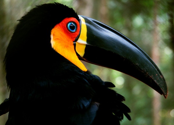 Toucan Domingo volta floresta tucano preto) Ramphastos