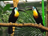 Dottertukan (Ramphastos vitellinus) - Weltvogelpark Walsrode 2010