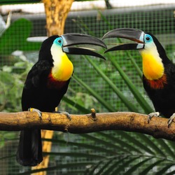 Dottertukan (Ramphastos vitellinus) - Weltvogelpark Walsrode 2010