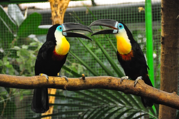 Dottertukan (Ramphastos vitellinus) - Weltvogelpark Walsrode 2010