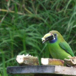 Toucan Emerald toucanet Ramphastos