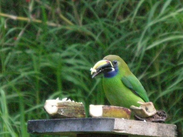 Toucan Emerald toucanet Ramphastos