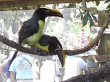 Toucan Green Aracari Ramphastos