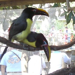 Toucan Green Aracari Ramphastos