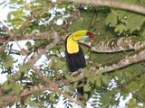 Toucan Keel billed Toucan Ramphastos (3)