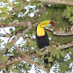 Toucan Keel billed Toucan Ramphastos (3)