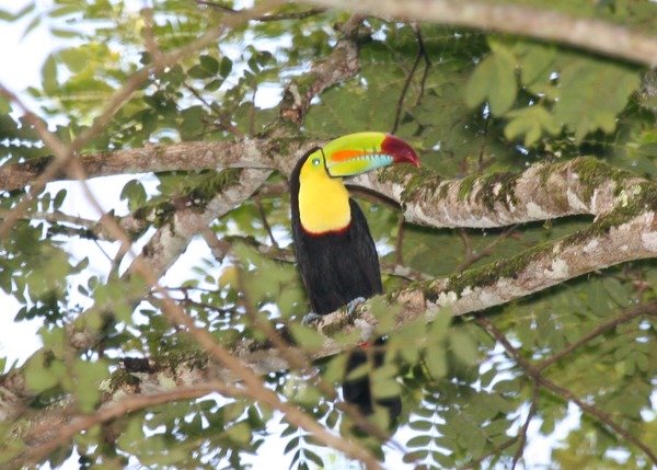 Toucan Keel billed Toucan Ramphastos (3)