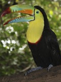 Toucan Keel billed toucan Ramphastos (2)