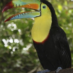 Toucan Keel billed toucan Ramphastos (2)