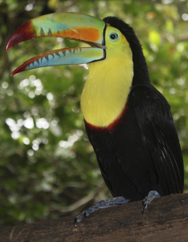 Toucan Keel billed toucan Ramphastos (2)